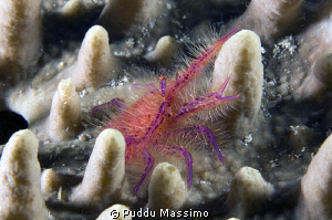 gangga island,nikon d2x 60 mm macro by Puddu Massimo 